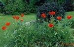 poppy field