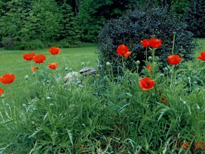 poppy field