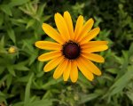 black eyed susan