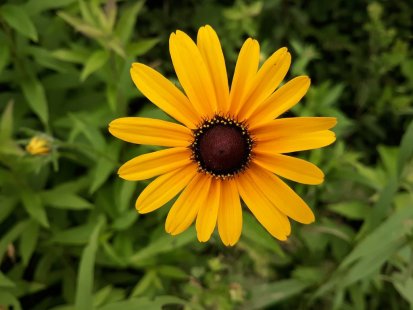 black eyed susan