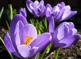 flower crocus