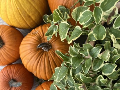 pumpkin cluster