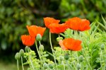 poppies