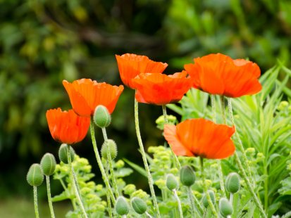 poppies